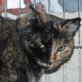 Cilla, schüchterne - Katze