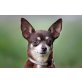 Cilli, Chihuahuahündin Welpen - Hündin