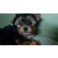 Cim, Yorkshire Terrier Welpen - Rüde
