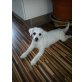 Cimba von Lauras Teddyfarm, Bichon Frisé - Hündin