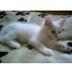 Cinderella, Maine Coon - Katze