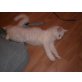 Cinderella, Maine Coon - Katze