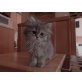 Cinderella, Perser - Katze