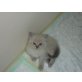 Cinderella, Ragdoll - Katze