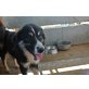 Cinderella, intelligente,bildschöne BorderCollie - Hündin