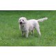 Cindy, 5 Jahre kastriert - Hündin