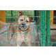 Cindy 6, Labrador-Staff - Hündin