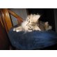 Cindy, Alice und Sheila ......., Maine Coon - Katze