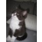 Cindy, Britisch Kurzhaarkatze - Katze