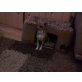Cindy, Chihuahua kurzhaariger Schlag - Hündin