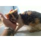 Cindy, Cindy - Schwesterchen von Aiko - Katze