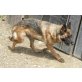 Cindy, Deutscher Schäferhund - Hündin