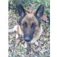 Cindy, Deutscher Schäferhund - Hündin