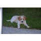 Cindy, Golden Retriver, Berner Sennen Hund Welpen - Hündin