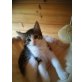 Cindy, Hauskatze - Katze