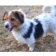 Cindy, Jack Russell Dackel Mix - Hündin