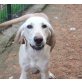 Cindy, Labrador-Pointer-Mix  - Hündin