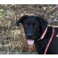 Cindy, Labrador Retriever Mix - Hündin