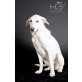 Cindy, Labradormischling - Hündin
