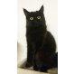 Cindy, Maincoonragdolledelmix - Katze
