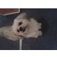 Cindy, Malteser Lhasa Apso - Hündin