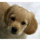 Cindy,Sheala,Lea,Chantal,Pia, Spaniel, Golden Retriever und Spitz - Hündin