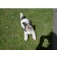 Cindy, Shih Tzu - Hündin