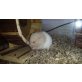 Cindy, Teddyhamster - weiblich
