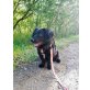 Cindy, Traumhündin sucht Körbchen, Mischling - Hündin
