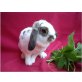 Cindy, Widderkaninchen - weiblich