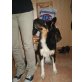 Cindy, border collie / berner sennen - Hündin