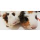 Cindy, lola, Angora - weiblich