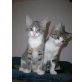 Cindy und Biene, Hauskatze - Katze