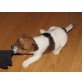 Cini, Jack-Russell-Terrier Welpen - Hündin