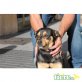 Cira, Cira sucht liebevolle Familie - Hündin