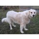 Cira, Kuvasz - Hündin