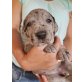 Cira von Altpreussen, Deutsche Dogge - Hündin