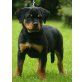 Cira von der Schlossallee, Rottweiler Welpen - Hündin