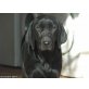 Cita, Labrador Retriever Welpen - Hündin