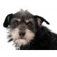 Cita, Terrier-Schnauzer-Mix - Rüde