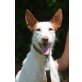 Citrus, Podenco Ibicenco - Rüde