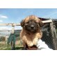 Clair, Bobtail-Mix - Hündin