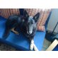 Claire, Colli-Schäferhund - Hündin