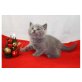 Clara, Britisch Kurzhaarkatze - Katze