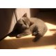 Clara, Britisch Kurzhaarkatze - Katze
