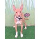 Clara, Podenco - Hündin