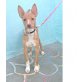 Clara, Podenco-Mix Welpen - Hündin