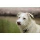 Clara, Podenco mix - Hündin