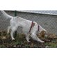 Clara, Setter-Epagneul Mischling - Hündin