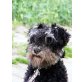 Clara, Zwergschnauzer - Hündin
